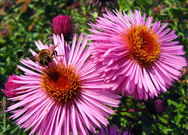 Fototapeta purple flower