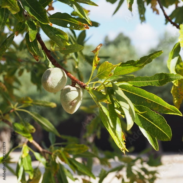 Fototapeta OLYMPUS DIGITAL CAMERA