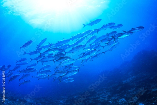 Obraz ギンガメアジの群れ