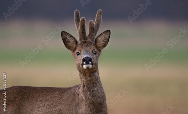 Obraz Rehbock im Bast