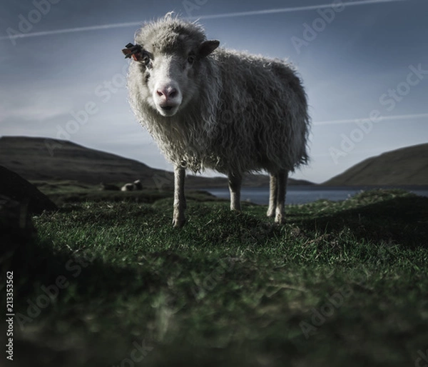 Fototapeta Close shot of wild sheep looking into the lens on a green lawn with a lake and hils in the background on a moody day with dark colors and strong vignetting