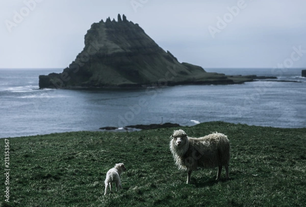 Fototapeta One mother sheep and one lamb looking into the camera while grazing on a green lawn with with the blue sea in the back and a rocky rough island in the back on a moody day on the Faroe Islands