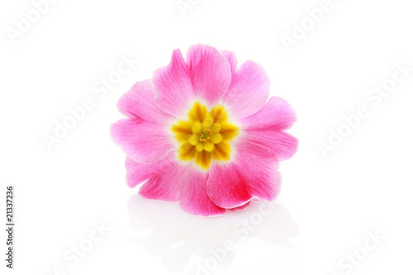 Fototapeta primula flower