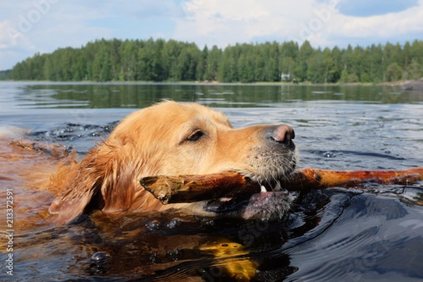 Fototapeta Dog (Golden Retriever) swimming and fetching a stick. 