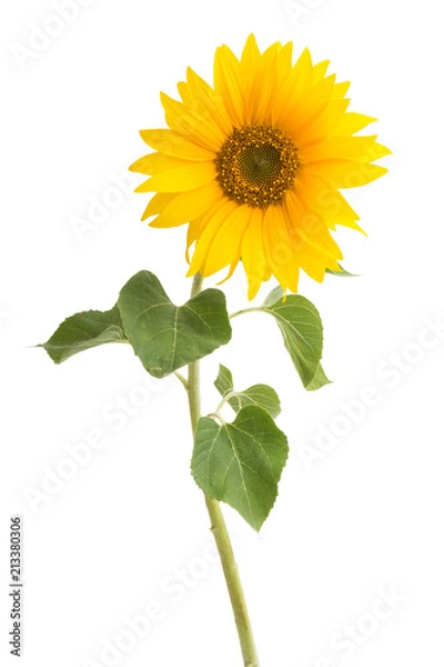 Obraz słonecznik na białym tle