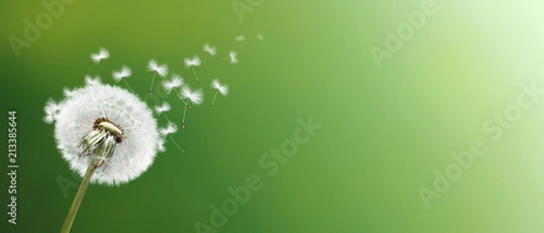 Obraz Schöne Pusteblume