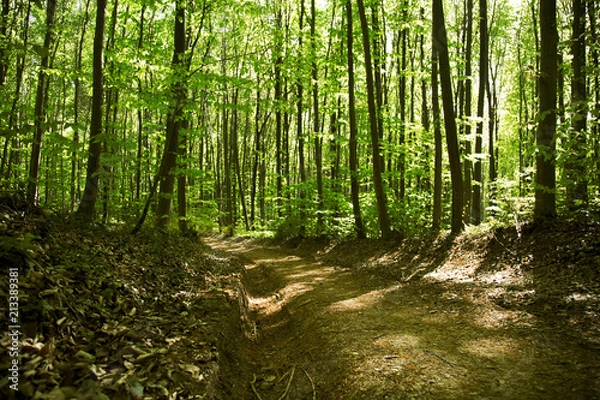 Fototapeta forest landspace