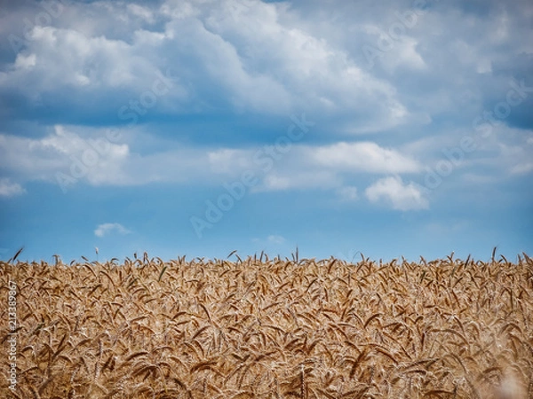Fototapeta Getreidefeld