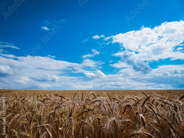 Fototapeta Getreidefeld