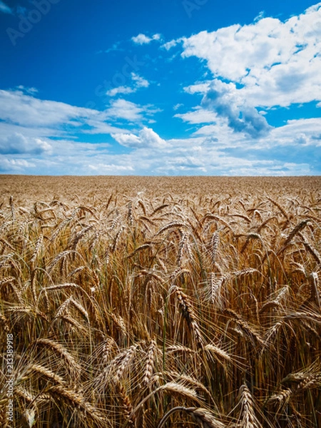 Fototapeta Getreidefeld