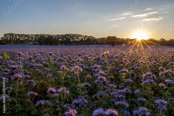 Obraz panorama sunset over a field of scorpionweed