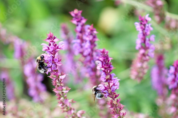 Fototapeta Lavendel mit Biene