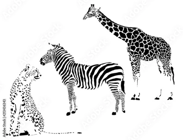 Fototapeta Jungle by Spots - Cheetah, zebra, żyrafa