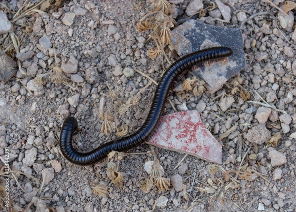 Obraz Tausensfüssler