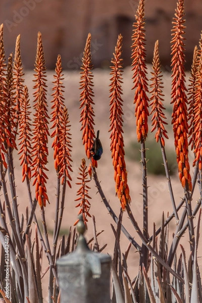 Obraz Vogel w Petrze