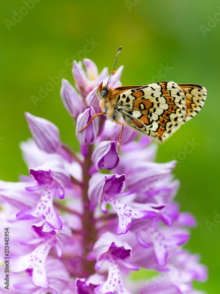 Obraz Melitaea cinxia & Orchis militaris
