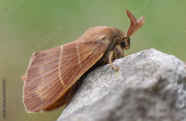 Fototapeta Fox moth (Macrothylacia rubi) male. Insect in the family Lasiocampidae at rest on rock