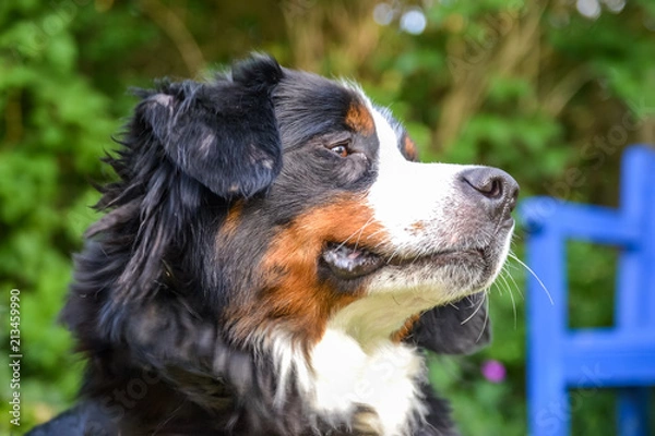 Obraz Berner Sennenhund