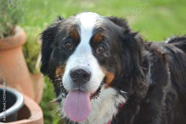 Obraz Berner Sennenhund