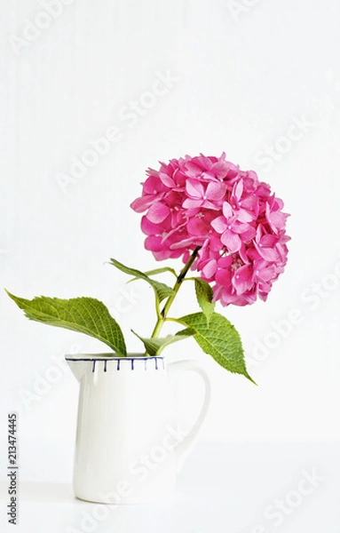 Obraz A white jug with one single decorative hydrangea flowerhead against white background 