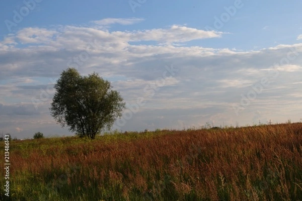 Fototapeta Tree on the meadow