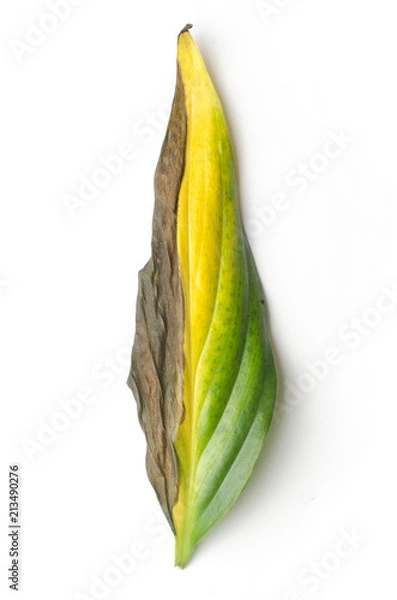 Fototapeta half-dried leaf