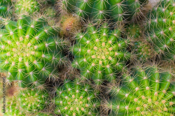Fototapeta Cactus