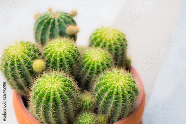 Fototapeta Cactus
