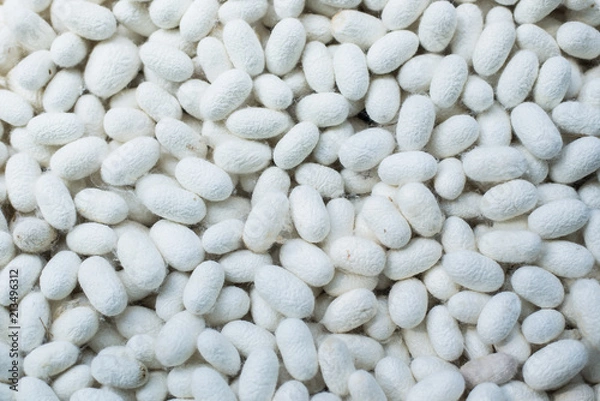 Fototapeta Cocoon for Thai silk making