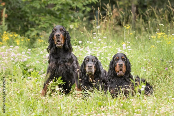 Fototapeta Gordon Setter