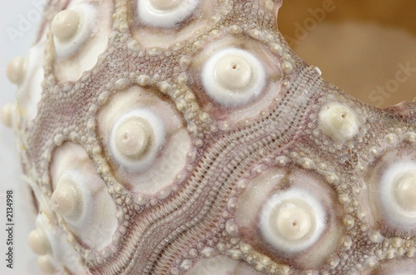 Obraz oursin cidaris