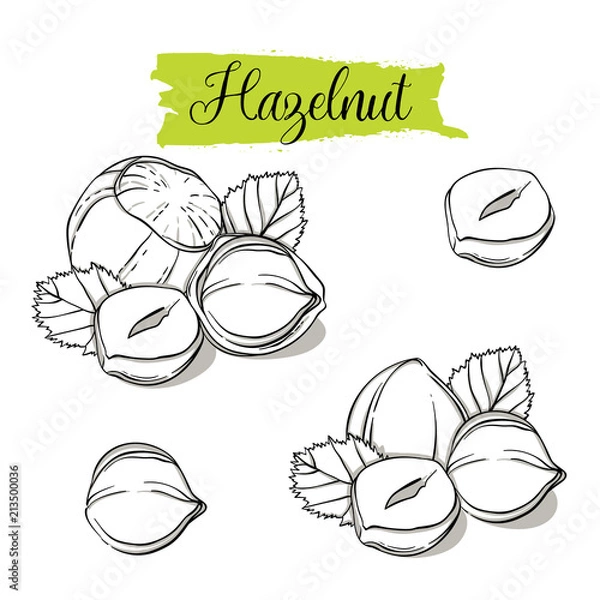 Fototapeta Hand drawn sketch style Hazelnut set. Single, group seeds, hazelnut in nutshells group. Organic nut, vector doodle illustrations collection isolated on white background.