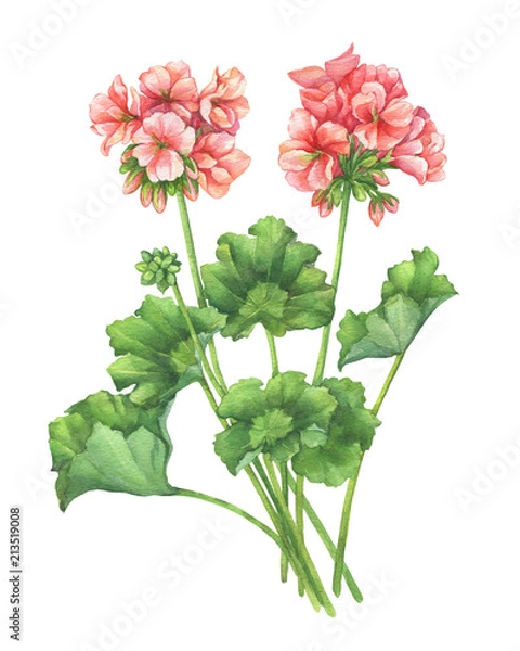 Obraz Gałąź z jasnoróżowym kwiatem rośliny ogrodowej Pelargonia strefowa (znana również jako pelargonia, bocian dziób, żurawik). Akwarela odręczne malowanie ilustracji na białym tle na białym tle.