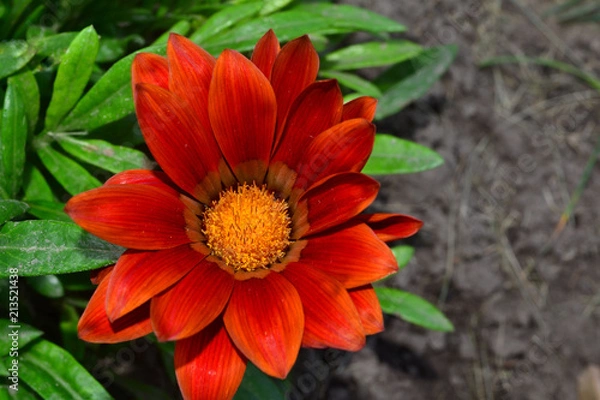 Obraz flower, zinnia, gazania, petals, color, nature, orange, red, garden, green, plant, flora, macro, sunflower, daisy,  design, textured, illustration, backdrop, abstraction, graphics, yellow, summer, 
