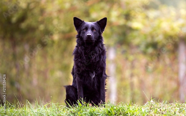 Obraz Proud black dog sitting in the nature, guarding and observing with his ears up.