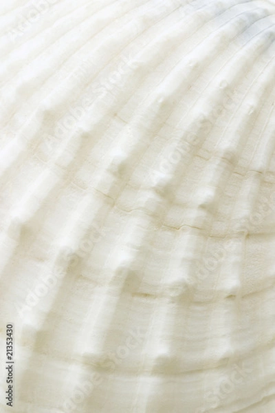 Obraz Background of sea shell surface texture