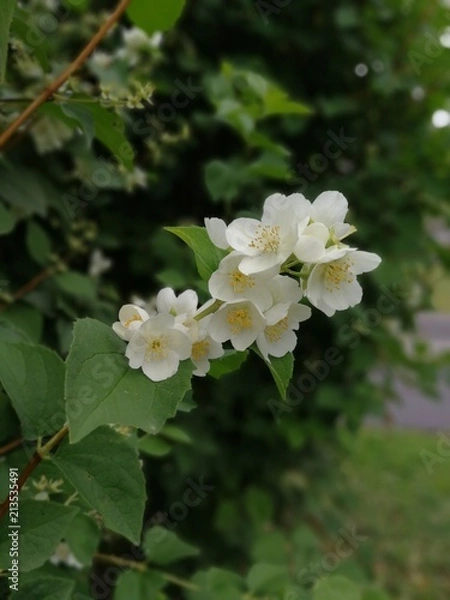Obraz Jasmine flowers.