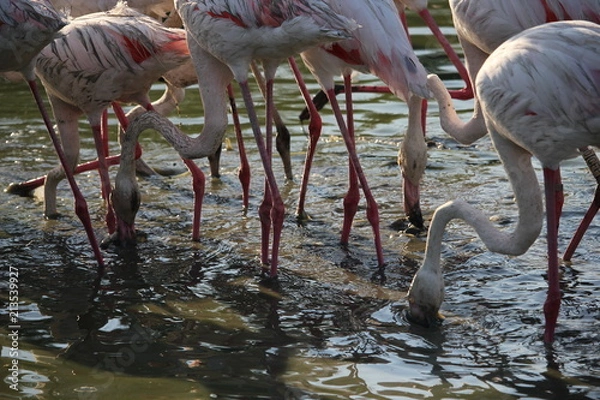 Fototapeta camargue flamants roses parc ornithologique