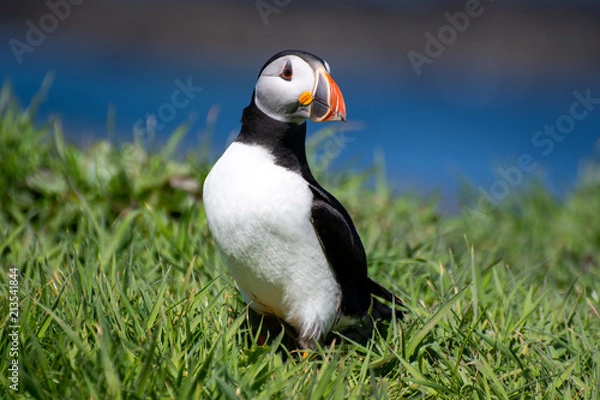 Fototapeta Scotland, colourful Puffin/Puffins at the coast of Treshnish Isles; Atlantic puffin , also known as the common puffin, is a species of seabird in the auk family