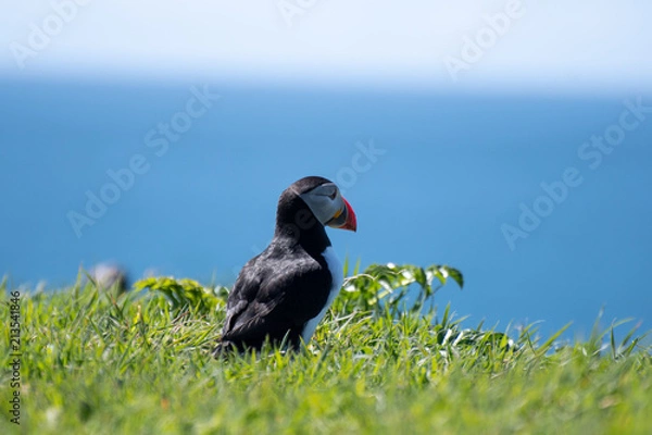 Fototapeta colourful Puffin/Puffins at the coast of Treshnish Isles, looking to the ocean; Atlantic puffin , also known as the common puffin, is a species of seabird in the auk family