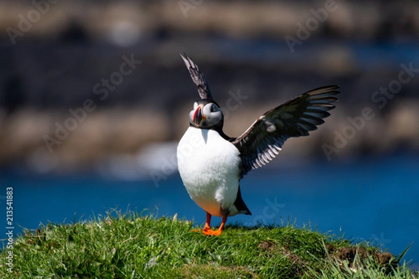 Fototapeta colourful Puffin/Puffins at the coast of Treshnish Isles, standing on a small grass hill with the ocean in the background and spreading his wings; Atlantic puffin ,known as common puffin