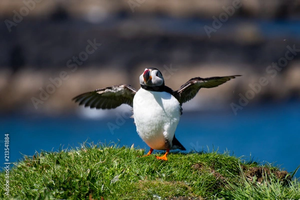 Fototapeta colourful Puffin/Puffins at the coast of Treshnish Isles, standing on a small grass hill with the ocean in the background and spreading wings and which looks funny roundish