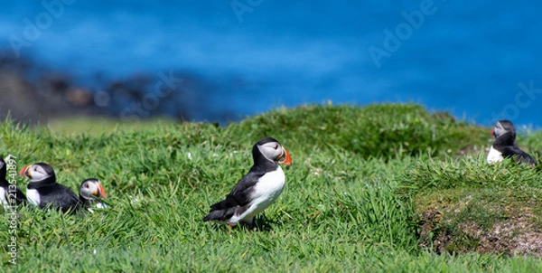 Fototapeta colourful Puffin/Puffins at the coast of Treshnish Isles, standing in the grass with the ocean in the background and other Puffins at the side; Atlantic puffin ,known as common puffin
