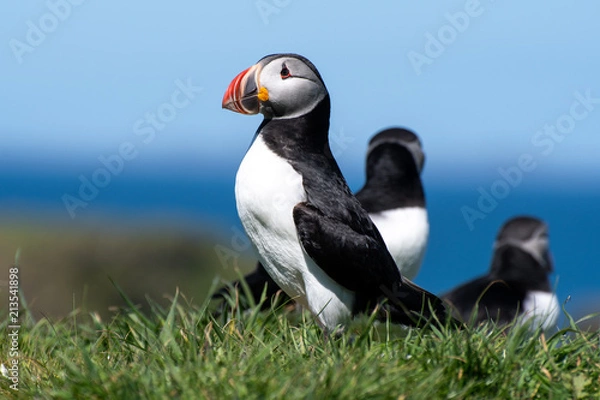 Fototapeta colourful Puffin closeup at the coast of Treshnish Isles, standing on a small grass hill with the ocean in the background; Atlantic puffin ,known as common puffin