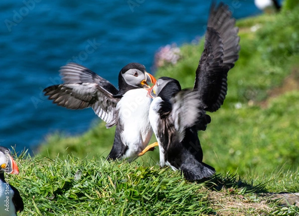 Fototapeta two colourful Puffin at the coast of Treshnish Isles, having a little fight with the ocean in the background; Atlantic puffin ,known as common puffin