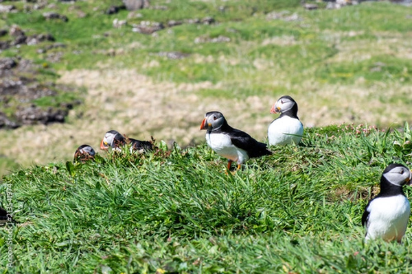 Fototapeta colourful Puffins groupe at the coast of Treshnish Isles; Atlantic puffin , also known as the common puffin, is a species of seabird in the auk family