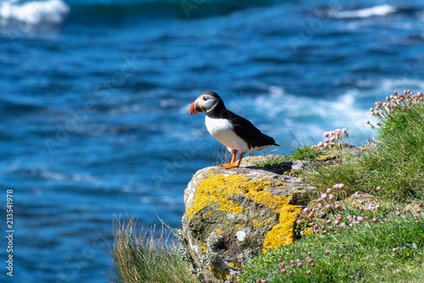 Fototapeta colourful Puffin standing at the coast of Treshnish Isles; Atlantic puffin , also known as the common puffin, is a species of seabird in the auk family
