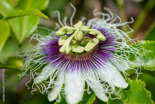 Fototapeta Passion Fruit Flower