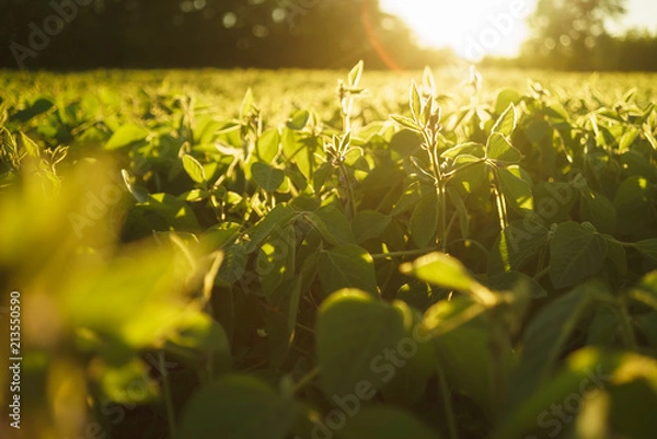 Obraz field of soybeans at sunset