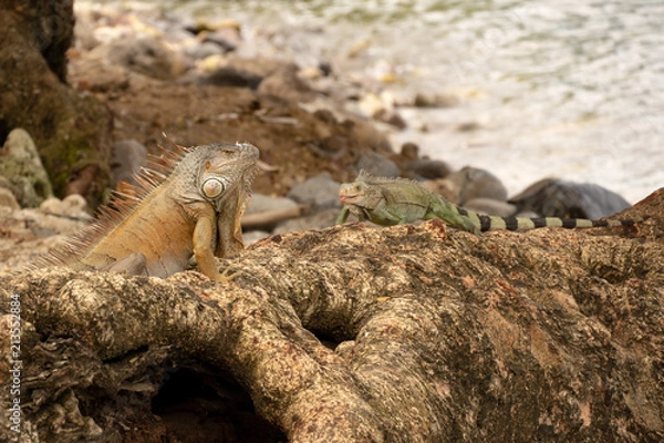 Fototapeta Caribbean Iguanas